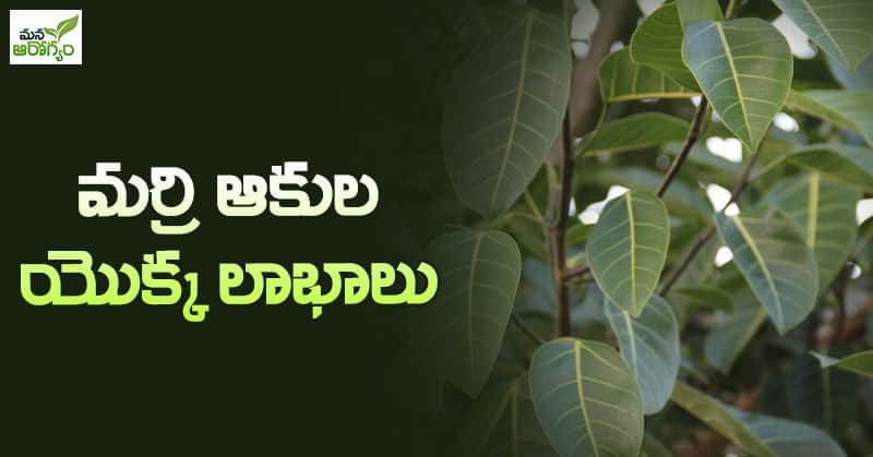 Benefits of banyan leaves