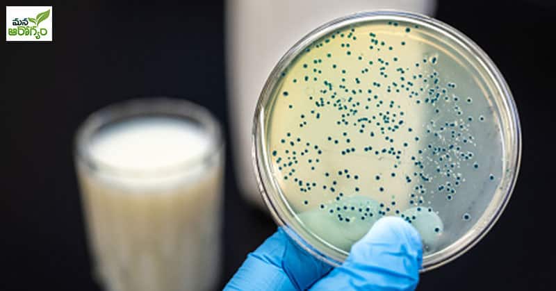 bacteria in milk