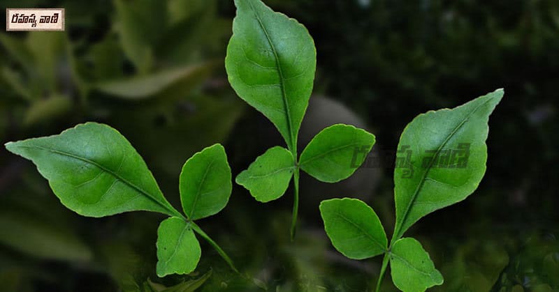 bilva tree leaf