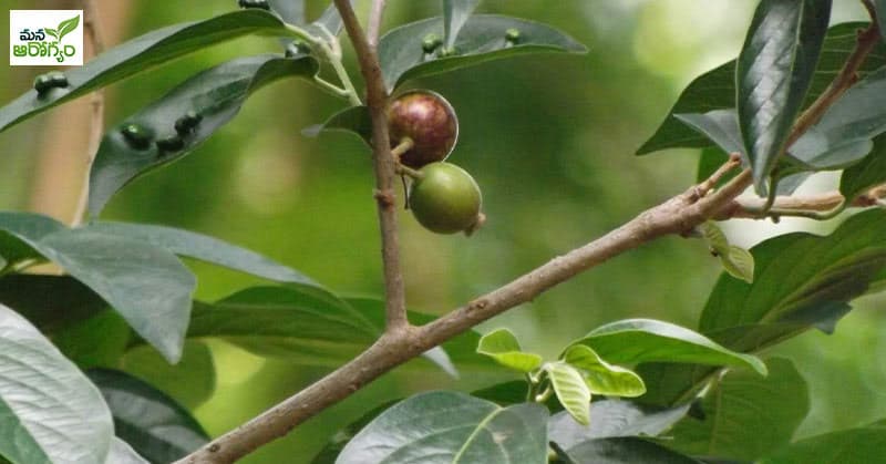 ooduga fruit and tree