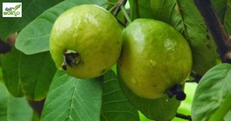 guava plant and fruit