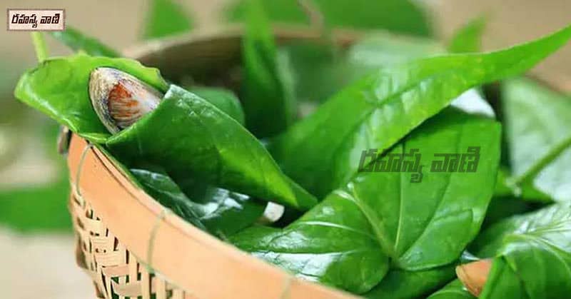betel leaf