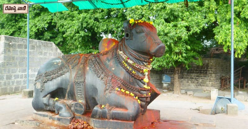 nandi at 1000 pillar temple warangal