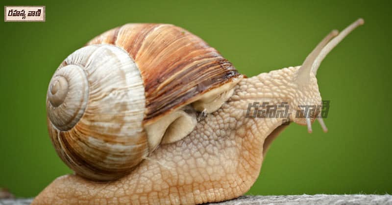 snail on gautama buddha