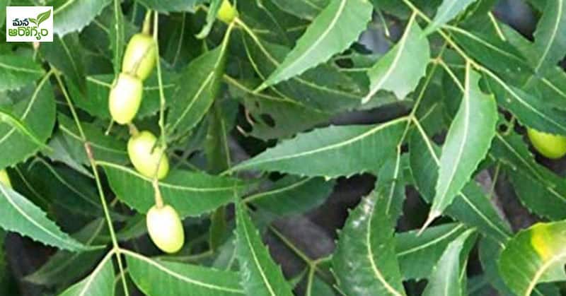 neem tree leaf