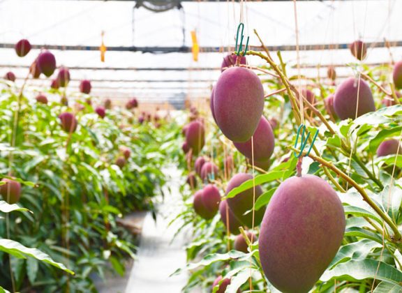 ₹3 Lakhs Per Kg Everything About The Worlds Most Expensive Mango