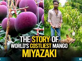 costly mango
