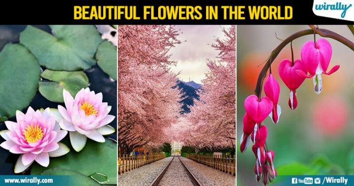 Top 10 Beautiful Flowers in the World
