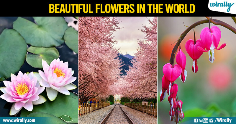 Top 10 Beautiful Flowers in the World