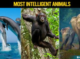 Top 10 Most Intelligent Animals