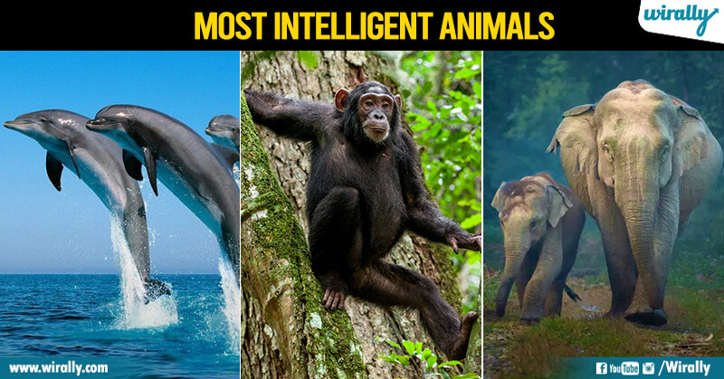 Top 10 Most Intelligent Animals In The World - Wirally