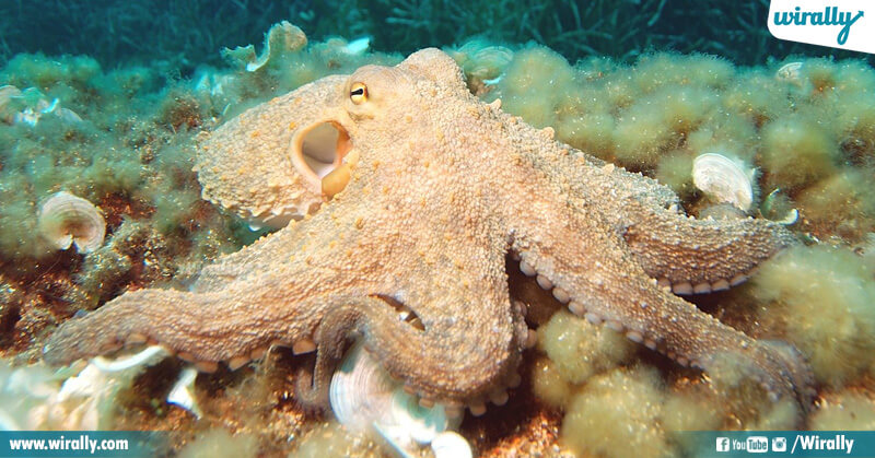 Octopus 