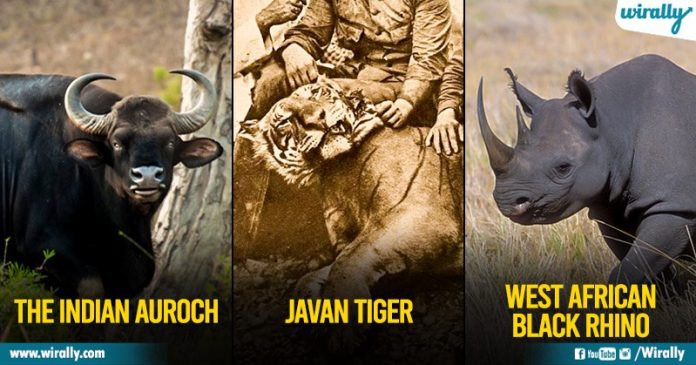 From The Indian Auroch To West African Black Rhino: 13 Animals That Became Extinct In the Past 150 Yrs