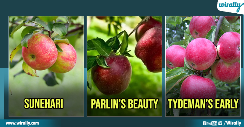 https://wirally.com/wp-content/uploads/2023/06/types-of-apples-in-India.jpg