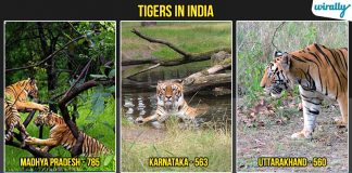 Tigers in India